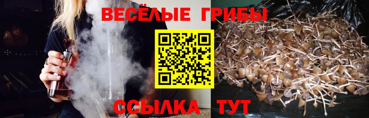 Галлюциногенные грибы Psilocybe  Галлюциногенные грибы MAGIC MUSHROOMS  Саратов 